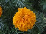     
: IMG_1177.jpg
: 3
:	132.9 
ID:	6360052