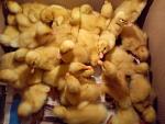     
: DSC00484.jpg
: 31
:	98.9 
ID:	6362817
