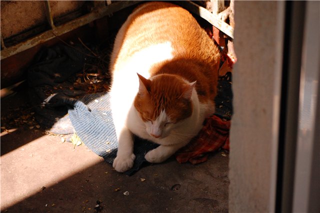     
: 1411524cae96.jpg
: 2
:	49.7 
ID:	6364606