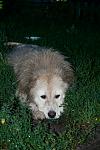     
: IMG_3667.jpg
: 36
:	99.8 
ID:	6367575
