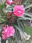     
: 20130613_132919.jpg
: 7
:	121.9 
ID:	6372821