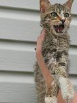     
: кошки 012.JPG
: 5
:	75.6 
ID:	6375468