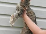     
: кошки 011.JPG
: 2
:	59.2 
ID:	6375469