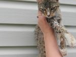     
: кошки 010.JPG
: 3
:	49.9 
ID:	6375470