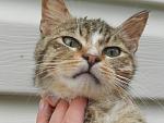     
: кошки 008.JPG
: 2
:	64.8 
ID:	6375472