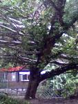     
: 14062013021.jpg
: 12
:	101.5 
ID:	6379463