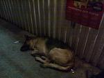     
: 14062013496.jpg
: 35
:	115.8 
ID:	6380465