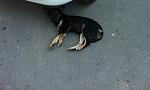     
: IMG-20130617-WA0000.jpg
: 13
:	55.9 
ID:	6391692