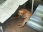     
: IMG0202A.jpg
: 8
:	23.3 
ID:	6399246