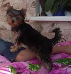     
: IMAG0153.jpg
: 12
:	118.3 
ID:	6403250