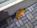     
: Фото0475.jpg
: 9
:	139.4 
ID:	6405513
