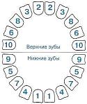     
: зубы.jpg
: 3
:	12.0 
ID:	6408707