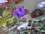     
: IMG_4362.jpg
: 9
:	131.4 
ID:	6416548
