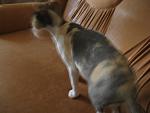     
: IMG_1037.jpg
: 22
:	101.1 
ID:	6424332