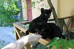     
: чёрные котята 1.jpg
: 10
:	95.7 
ID:	6442076