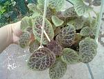     
: 30062013282.jpg
: 4
:	140.5 
ID:	6444325