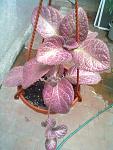     
: 30062013288.jpg
: 4
:	103.8 
ID:	6444326
