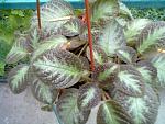     
: 30062013276.jpg
: 8
:	150.1 
ID:	6444328