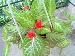     
: 30062013280.jpg
: 5
:	159.6 
ID:	6444331
