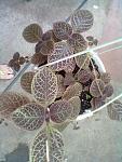     
: 30062013273.jpg
: 5
:	109.2 
ID:	6444351