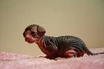     
: DSCN4300 - копия.JPG
: 5
:	84.1 
ID:	6456138