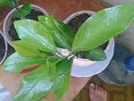     
: 2013-07-04 18.49.57.jpg
: 32
:	152.5 
ID:	6468544