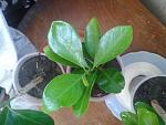     
: 2013-07-04 18.49.39.jpg
: 31
:	151.5 
ID:	6468545