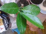     
: 2013-07-04 18.49.31.jpg
: 30
:	154.4 
ID:	6468546