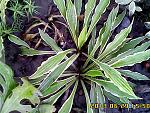     
: IMG00362.jpg
: 6
:	223.0 
ID:	6474749