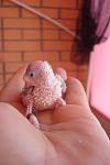     
: DSC03351.jpg
: 10
:	41.4 
ID:	6478545