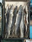     
: Astrakhan_Smoked_Fish_Market_12.jpg
: 11
:	184.6 
ID:	6479759