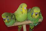     
: DSC02591.jpg
: 13
:	87.4 
ID:	6504386