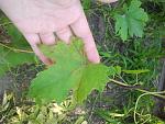     
: 2013-07-12 06.23.46.jpg
: 24
:	141.5 
ID:	6506339