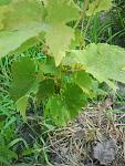     
: 2013-07-12 06.22.20.jpg
: 20
:	120.8 
ID:	6506340