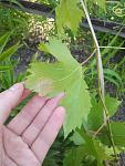     
: 2013-07-12 06.23.33.jpg
: 17
:	95.2 
ID:	6506341