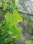     
: 2013-07-12 06.23.23.jpg
: 26
:	137.0 
ID:	6506342