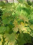     
: 2013-07-12 06.21.43.jpg
: 18
:	135.0 
ID:	6506344