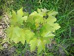     
: 2013-07-12 06.22.11.jpg
: 30
:	239.5 
ID:	6506348