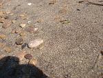     
: almsand2.jpg
: 7
:	226.3 
ID:	6516134