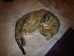     
: 01072013989.jpg
: 15
:	104.2 
ID:	6519528