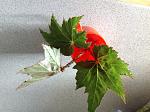     
: image.jpg
: 5
:	169.6 
ID:	6523117