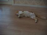     
: DSC04536.jpg
: 38
:	86.0 
ID:	6523402