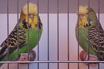     
: DSC03512.jpg
: 23
:	85.1 
ID:	6532935