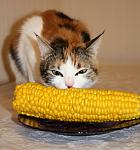     
: IMG_5307.jpg
: 12
:	94.8 
ID:	6543210