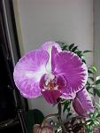     
: 20130721_134638.jpg
: 4
:	69.9 
ID:	6547055