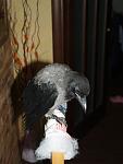     
: P6174120.jpg
: 9
:	57.1 
ID:	6548027