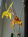     
: DSC04882sm.jpg
: 7
:	63.2 
ID:	6550266