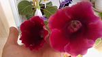     
: 2013-07-20-0254.jpg
: 9
:	65.6 
ID:	6558885