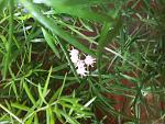     
: 20130724_141124.jpg
: 14
:	147.6 
ID:	6561155