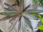     
: 20130724_124611.jpg
: 14
:	192.0 
ID:	6561171